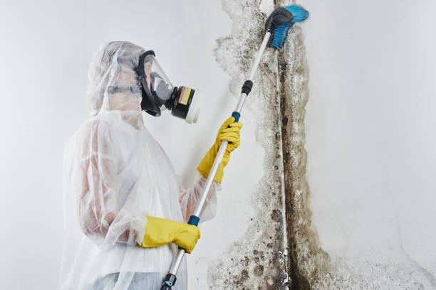Best Black Mold Removal  in Denver, NC