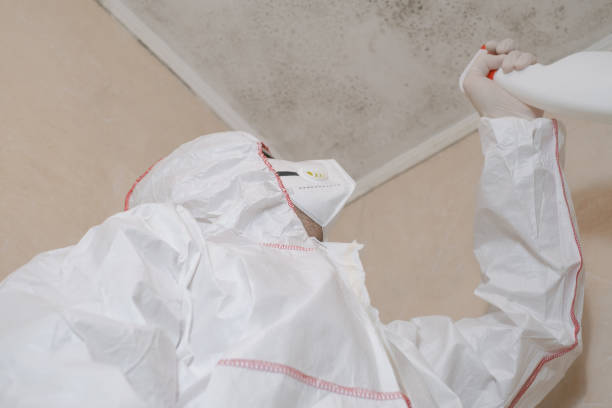 Best Mold Damage Repair  in Denver, NC