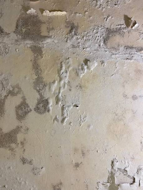 Best Mold Removal Near Me  in Denver, NC