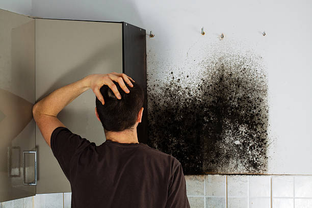 Reliable Denver, NC Mold Removal Solutions